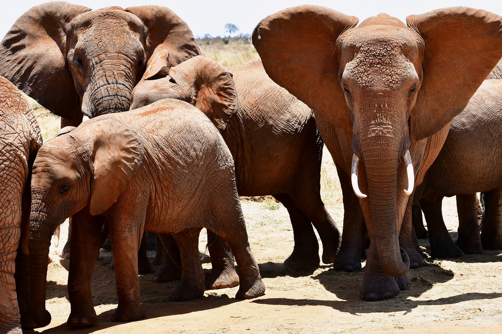 Tsavo East National Park